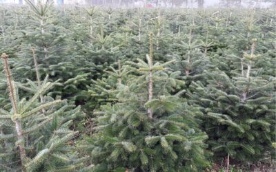 Christmas tree cultivation