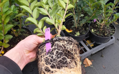 New 2024 trials– Container nursery with Horti-Cote®Plus CRF